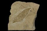 Miocene Fossil Leaf (Cedrela) - Nebraska #130419-1